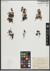 Foto von Salix serpyllifolia Scop.